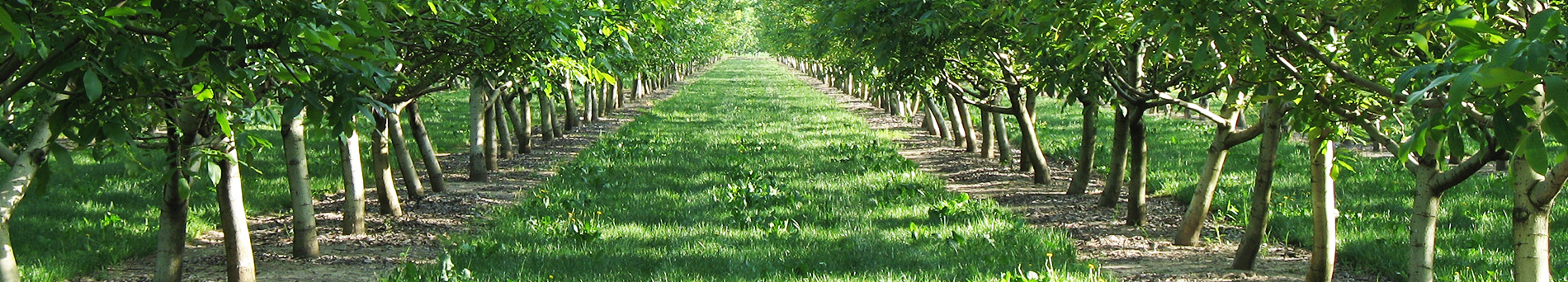 Coltivazione del noce - Growing of walnut trees