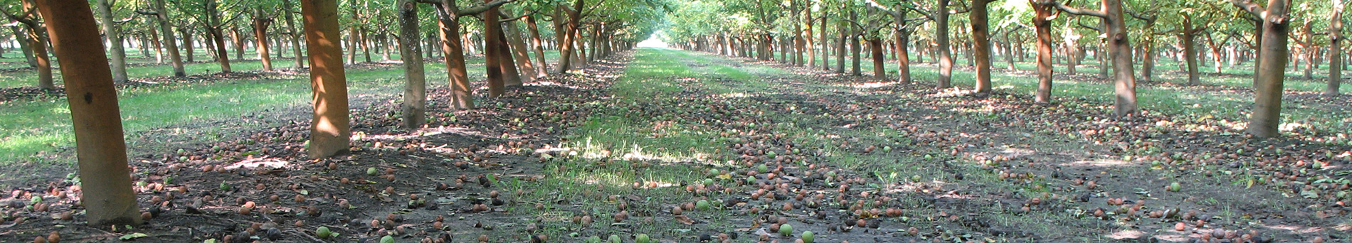 Noceto in Oltrepò Pavese - Alessandria - Pavia - Walnut grove in Oltrepò Pavese - Alessandria - Pavia