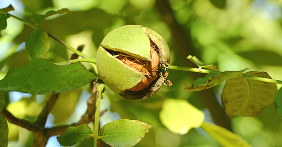 Detti, proverbi e tradizioni su noci e nocciole - Sayings, proverbs and traditions about walnuts and hazelnut