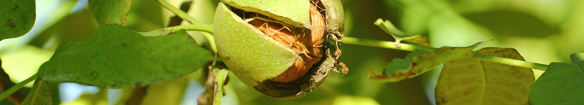 Immagini delle noci e nocciole dell'azienda agricola Agricorti -