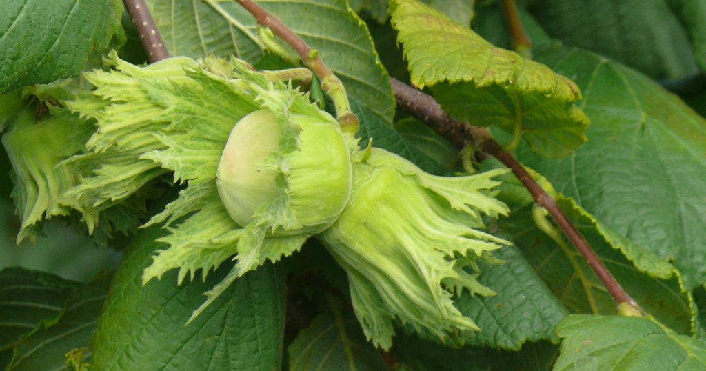 The hazelnut tree in folk lore Agricorti