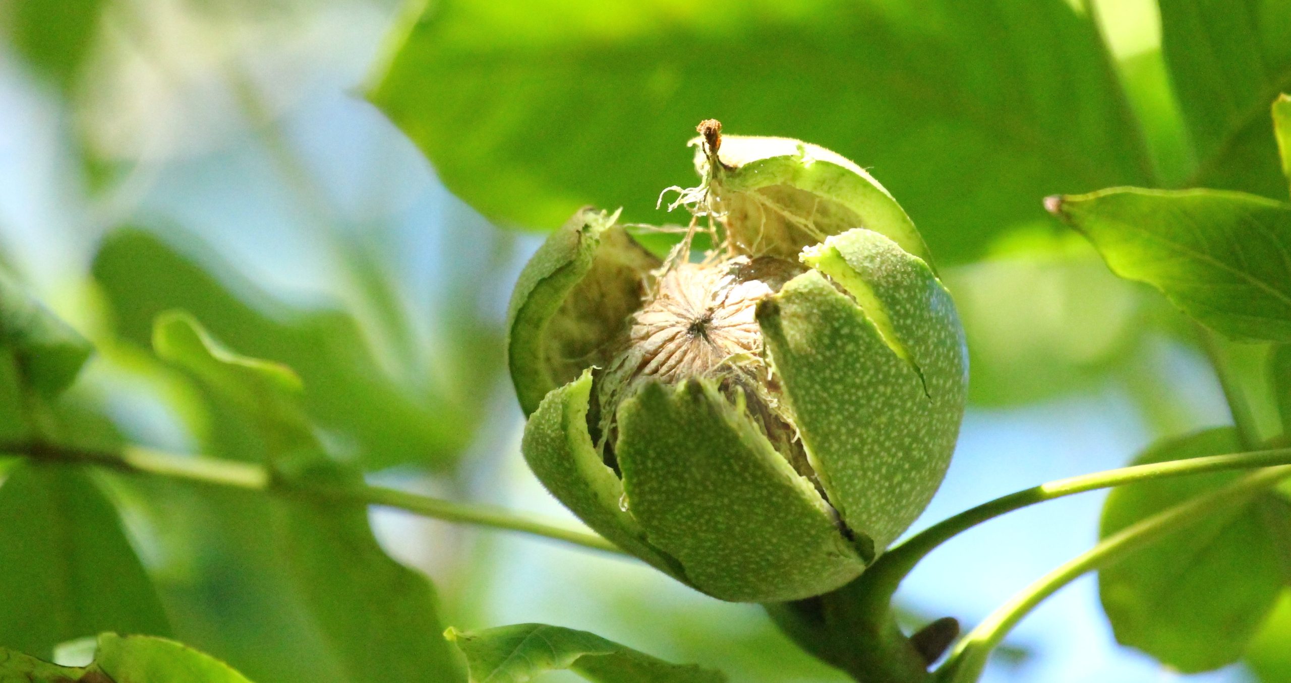 Walnut husk properties, uses and benefits Agricorti