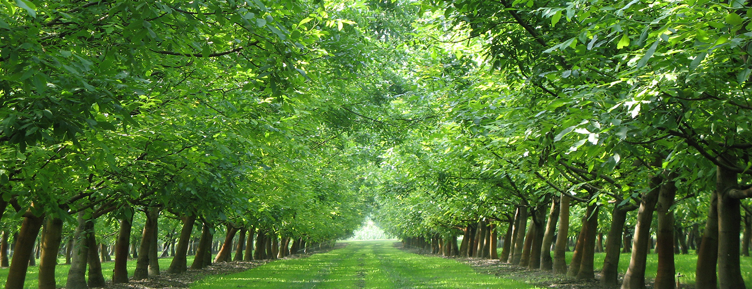Coltivazione noce | Growing walnut trees