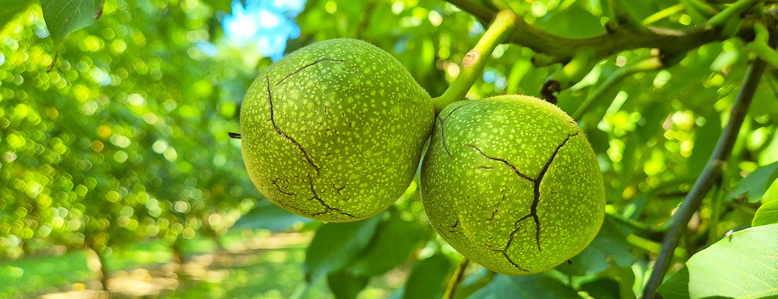 le noci agricorti | Agricorti walnuts