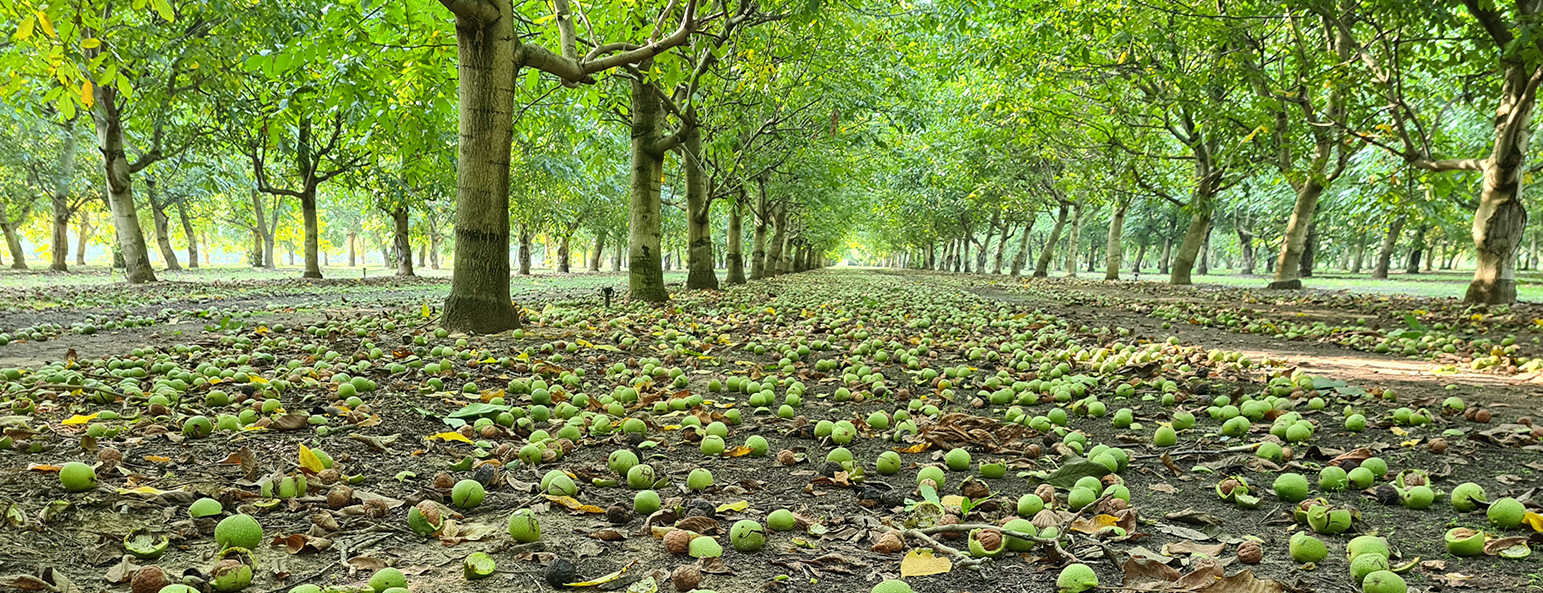 Noceto Agricorti | Walnut grove
