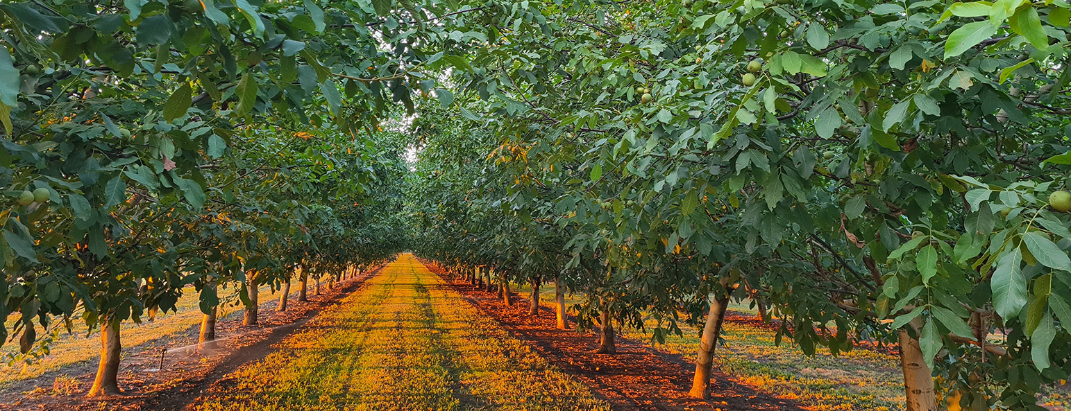 noci Agricorti cioccolato