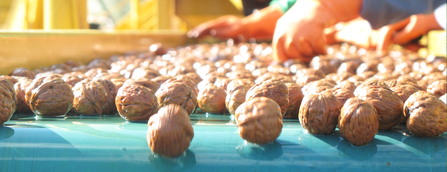 Lavorazione | Processing