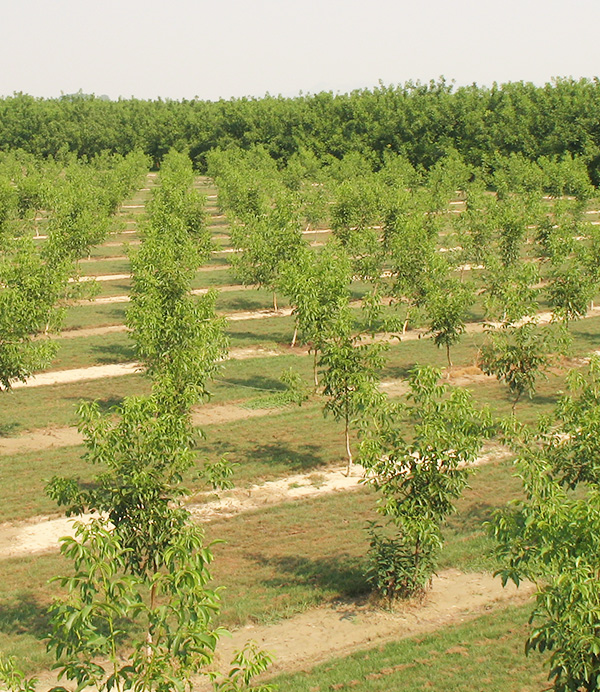 Giovani piante di noce