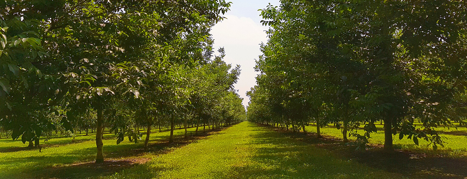 alberi noci agricorti