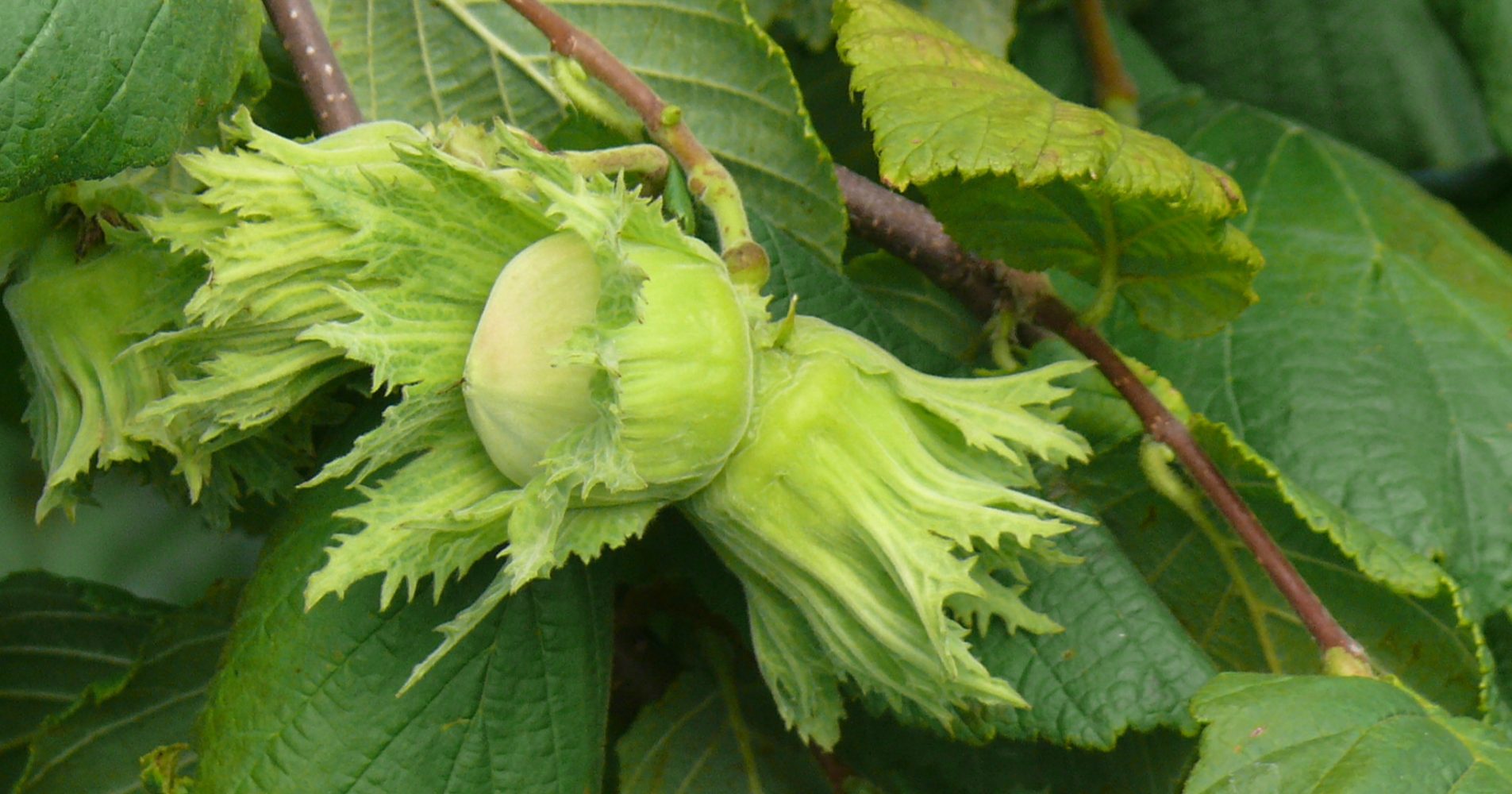 Nocciole ancora verdi e acerbe sulla pianta, protette dal guscio erbaceo frastagliato - Unripe green hazelnuts still on the plant, protected by a jagged leafy husk