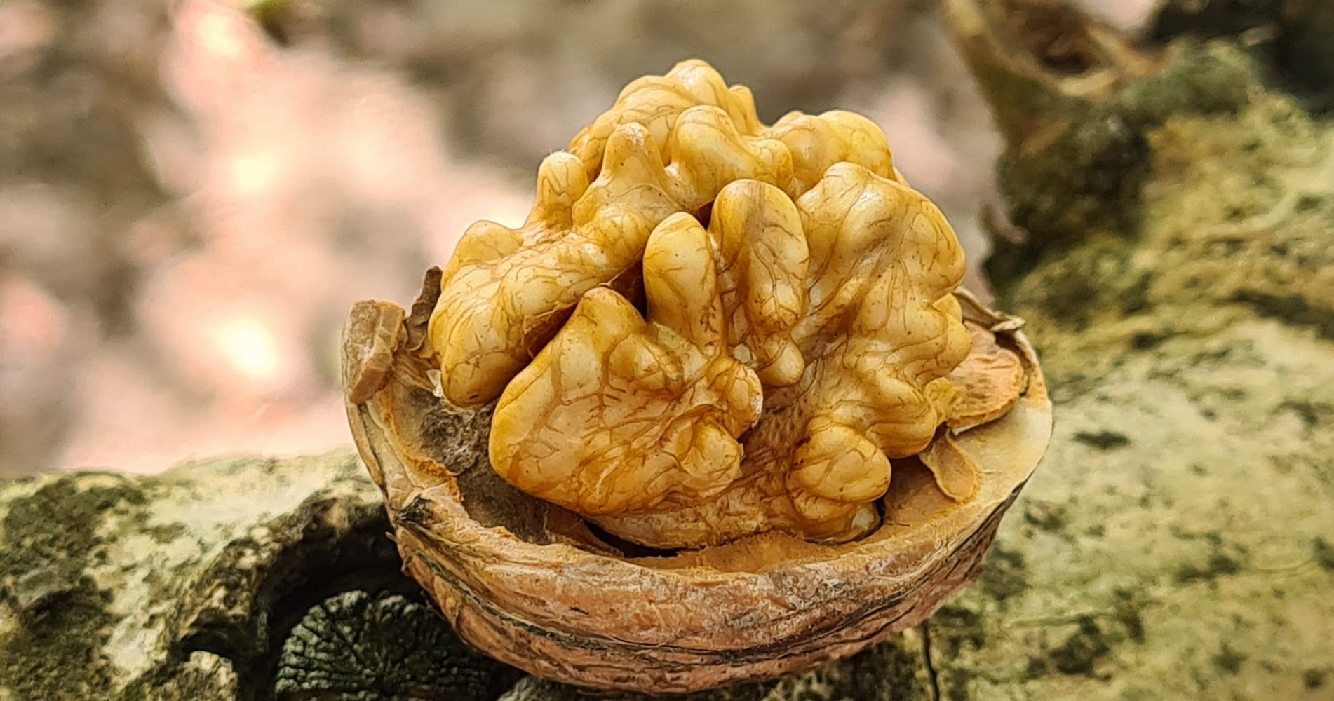 Primo piano di un gheriglio di noce intero e rugoso, adagiato in metà del suo guscio aperto. La noce è appoggiata sulla corteccia ruvida di un tronco d'albero - Close-up of a whole, wrinkled walnut kernel resting in half of its open shell. The walnut is placed on the rough bark of a tree trunk.