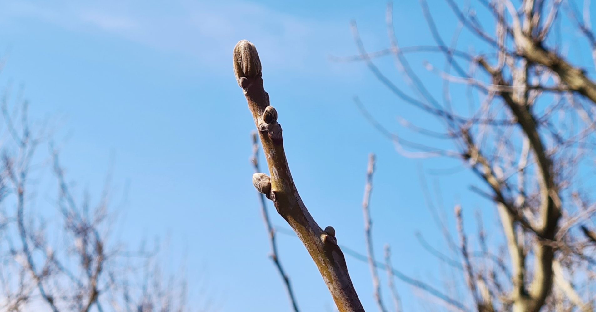 Primo piano di un ramoscello marrone con gemme primaverili rigonfie e pelose, ripreso dal basso verso l'alto contro un cielo azzurro limpido e alberi sfocati sullo sfondo - Close-up of a brown twig with swollen, fuzzy spring buds, shot from below against a clear blue sky with blurred trees in the background