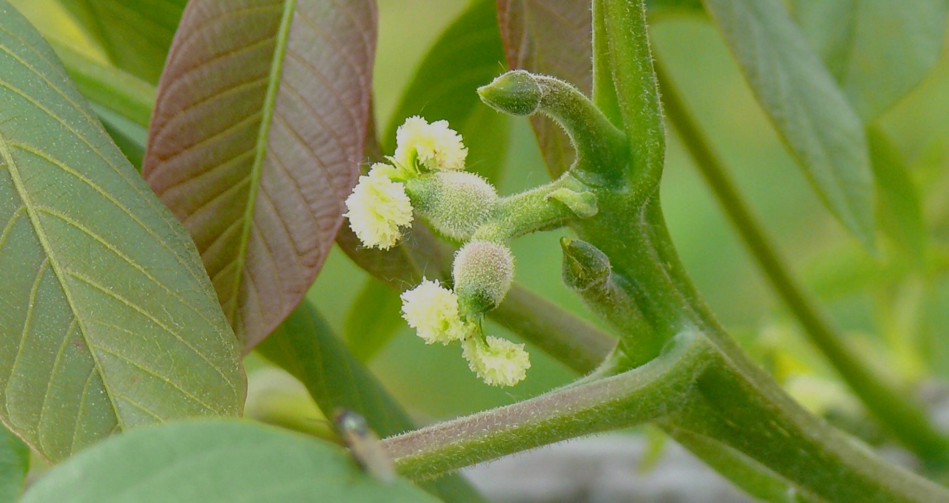 fiori di noce in fase di fioritura - Walnut flowers in bloom stage
