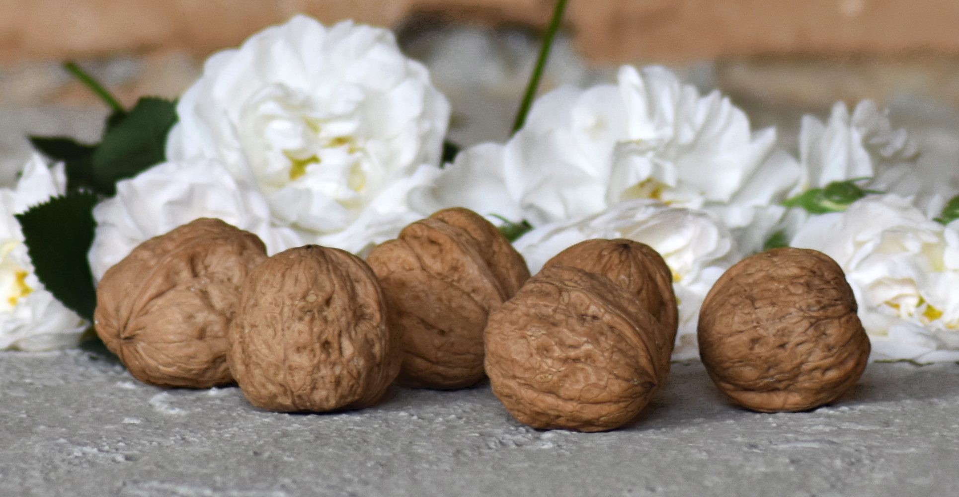 Cinque noci intere disposte in primo piano su una superficie ruvida grigia, con rose bianche sfocate sullo sfondo - Five whole walnuts arranged in the foreground on a rough gray surface, with blurred white roses in the background