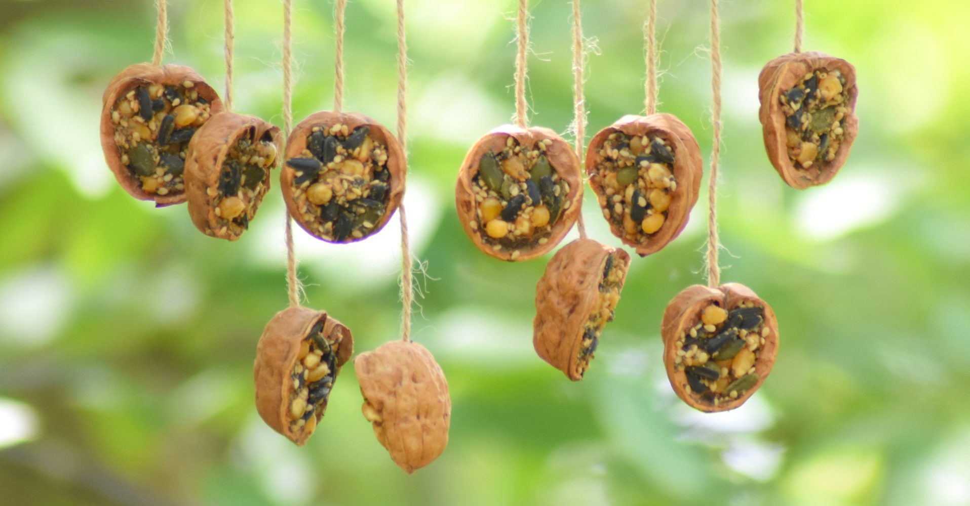 Gusci di noce dimezzati e riempiti di semi misti, appesi a fili di spago come mangiatoie per uccelli su uno sfondo verde sfocato - Halved walnut shells filled with mixed seeds, hung on pieces of twine as bird feeders against a blurred green background.
