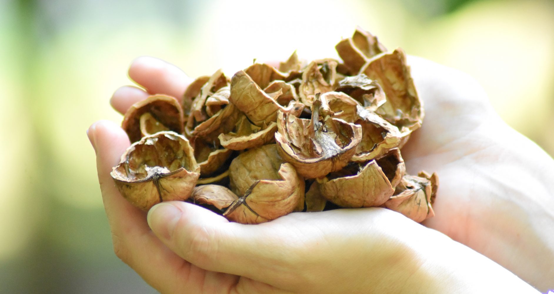 Primo piano di due mani che tengono una manciata di gusci di noci marroni rotti e aperti - Close-up of two hands holding a handful of broken, opened brown walnut shells