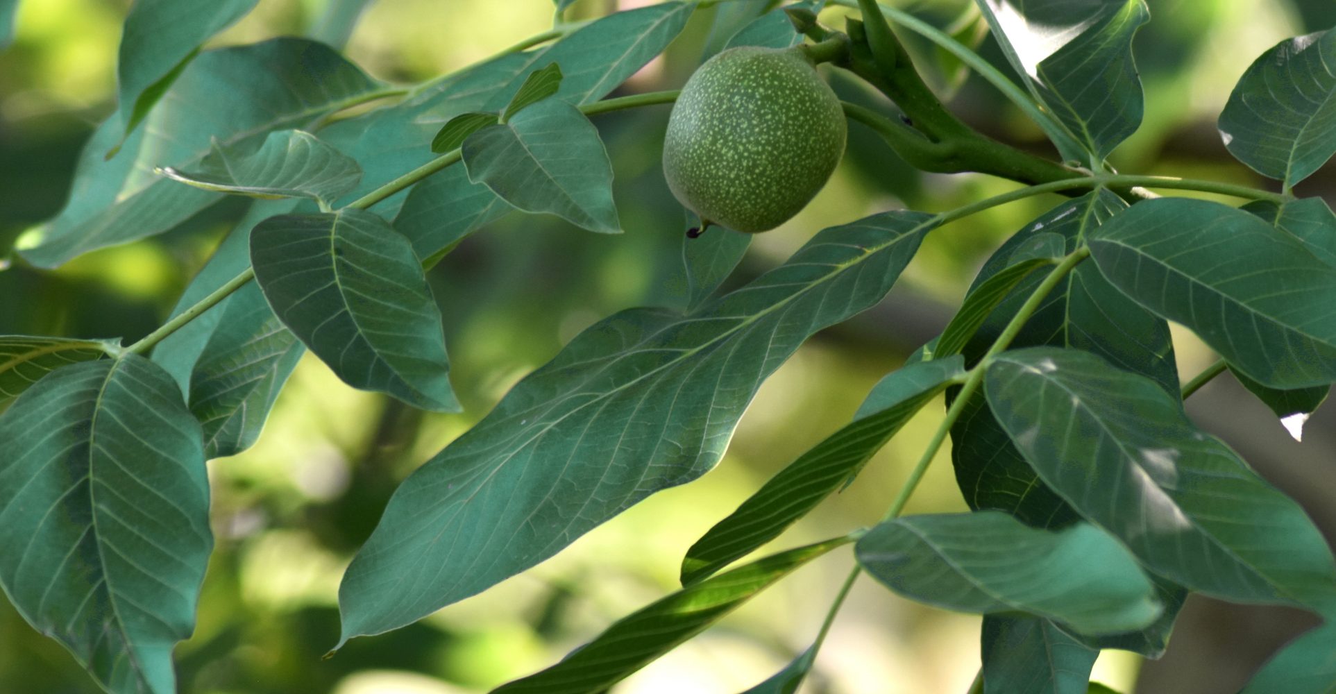 foglie di noce - walnut leaves
