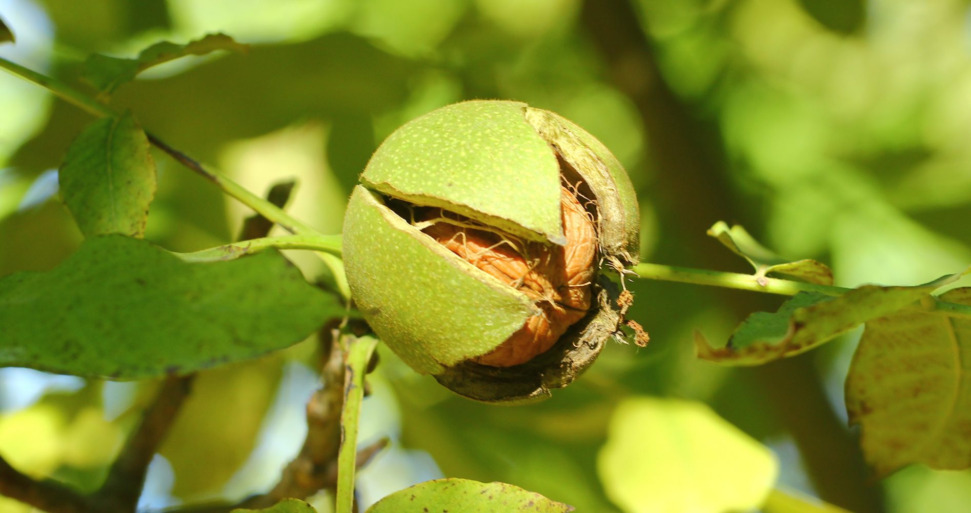 Noce in guscio appesa a un ramo d'albero con foglie - Walnut in its shell hanging from a tree branch with leaves