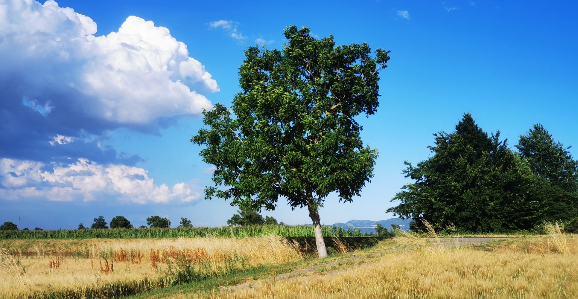 Paesaggio rurale con un grande albero di noci - Rural landscape with a large walnut tree