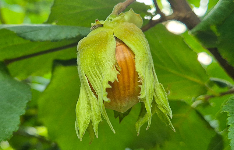 Nocciole Agricorti | Hazelnuts