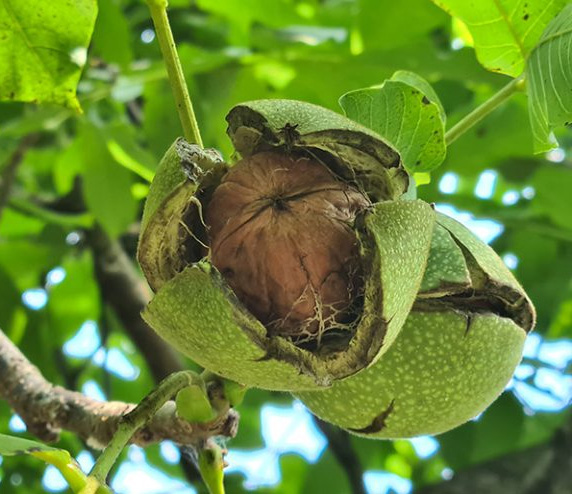 Noci | Walnut