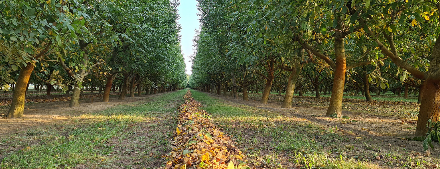 olio noci Lara Agricorti