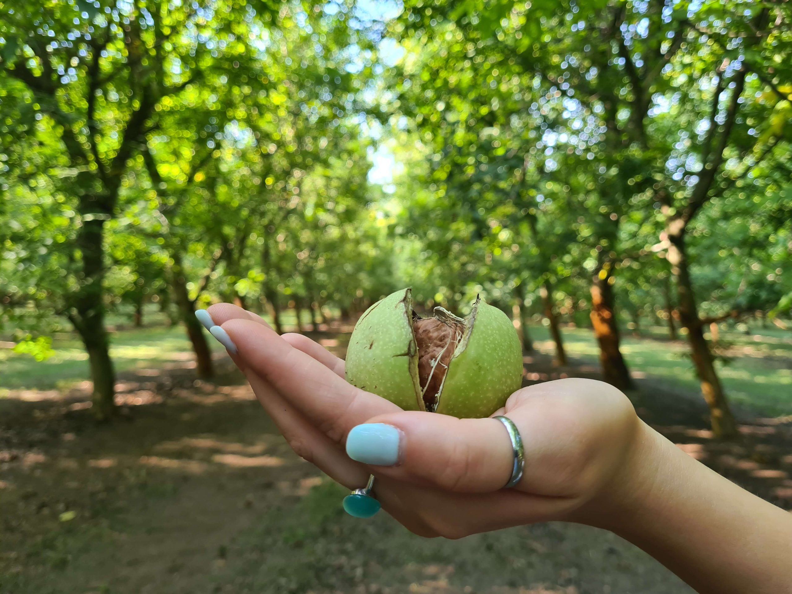 immagine noci Agricorti