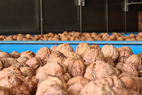Drying and Grading