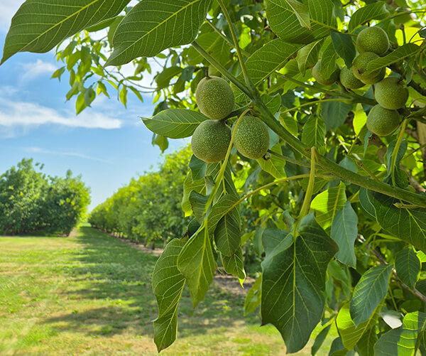 noceto Agricorti