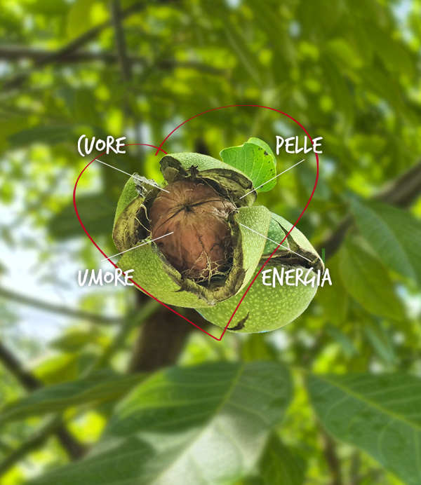 noci: cuore, pelle, umore ed energia