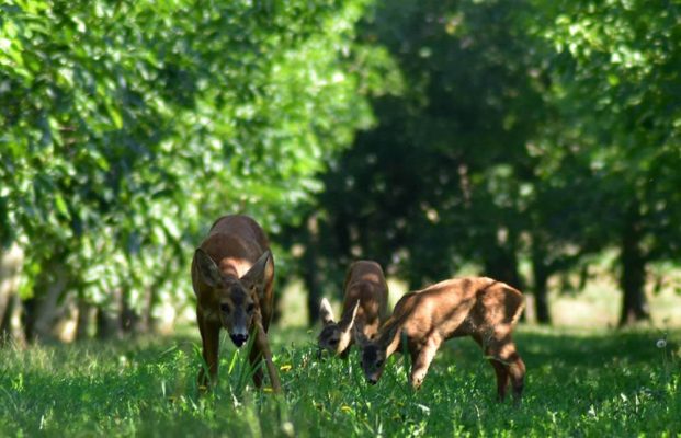 Agricorti photogallery