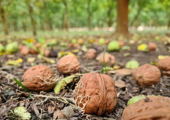 Agricorti photogallery