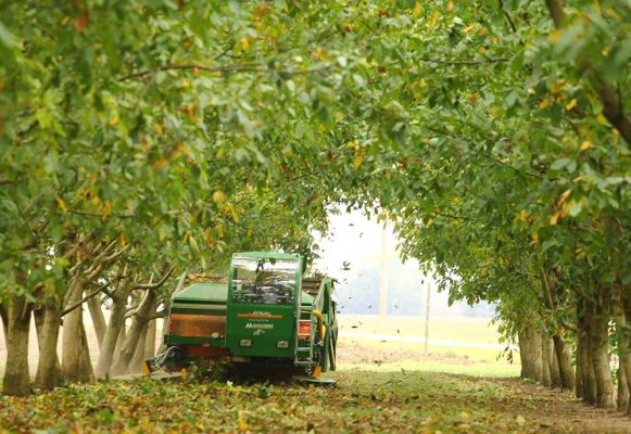 Agricorti photogallery
